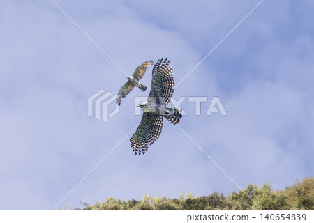 A mountain hawk being mobbed by a grey-faced buzzard. A mountain hawk being mobbed by a grey-faced buzzard. 140654839