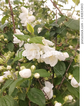 jasmine flowers blossoming in sunny summer day, closeup photo. jasmine flowers blossoming in sunny summer day, closeup photo. 140654943