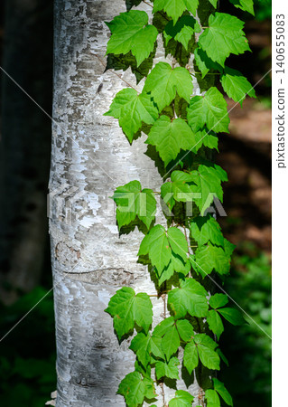 Ivy (Toyohira Park) _2639 140655083
