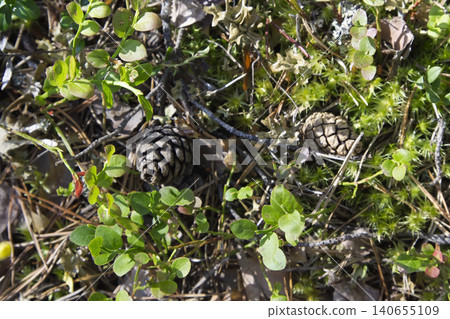Forest Floor with Pinecones and Blueberry Plants Forest Floor with Pinecones and Blueberry Plants 140655109