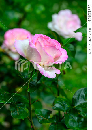 Rose 'Lady Rose' (Toyohira Park) Rose 'Lady Rose' (Toyohira Park) 140655283
