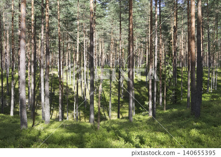 Pine Forest with Green Undergrowth Pine Forest with Green Undergrowth 140655395