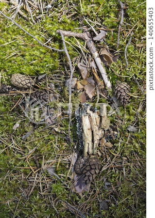 Forest Floor Texture with Moss and Pinecones Forest Floor Texture with Moss and Pinecones 140655403