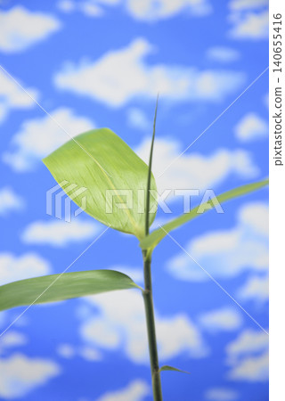 Bamboo leaves against a blue sky Bamboo leaves against a blue sky 140655416