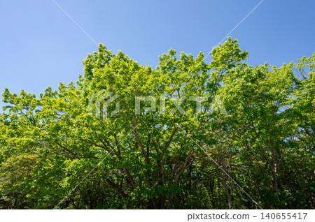 Fresh greenery shining against the blue sky 140655417