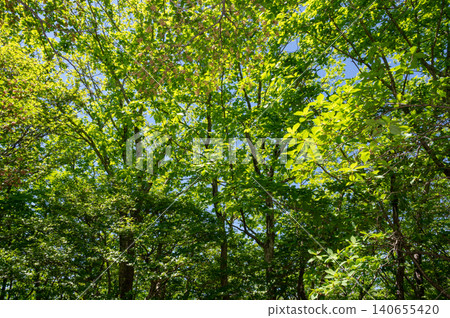 A landscape in a forest of fresh green leaves. A landscape in a forest of fresh green leaves. 140655420