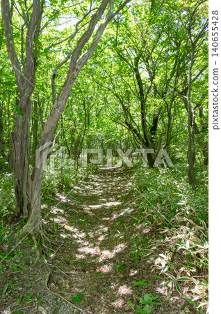 Walking along a nature trail through a forest of fresh green leaves Walking along a nature trail through a forest of fresh green leaves 140655428