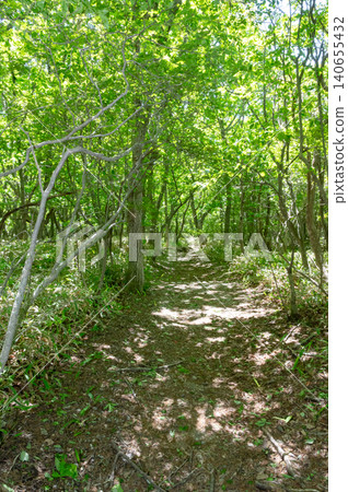 Walking along a nature trail through a forest of fresh green leaves Walking along a nature trail through a forest of fresh green leaves 140655432
