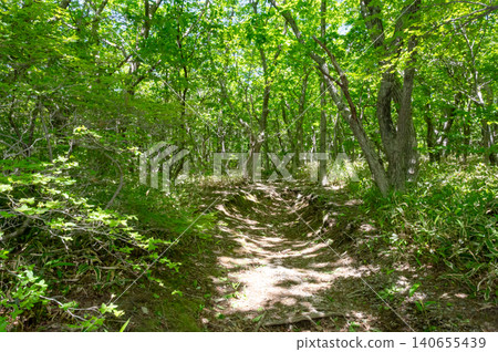 Walking along a nature trail through a forest of fresh green leaves Walking along a nature trail through a forest of fresh green leaves 140655439