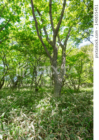 A landscape in a forest of fresh green leaves. A landscape in a forest of fresh green leaves. 140655451
