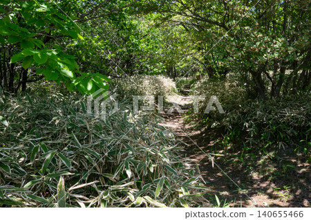 森林中自然步道的景色,綠意盎然 森林中自然步道的景色,綠意盎然 140655466