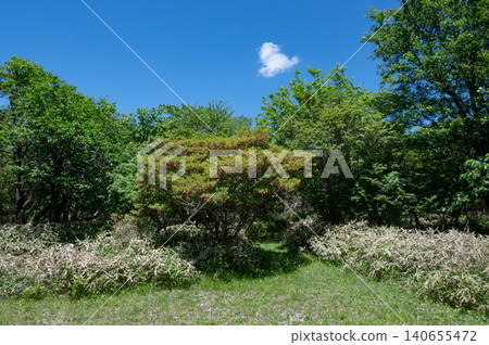 The lush green trees deep in the mountains and the blue sky The lush green trees deep in the mountains and the blue sky 140655472