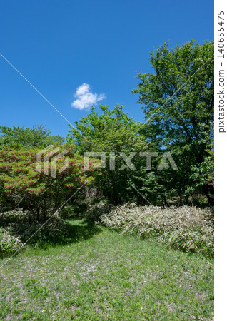 The lush green trees deep in the mountains and the blue sky The lush green trees deep in the mountains and the blue sky 140655475
