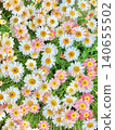 Full bloom Margaret 140655502