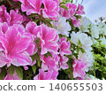 Red and white azaleas stand out against the blue sky. 140655503