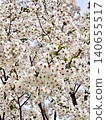 Cherry blossoms in full bloom 140655517