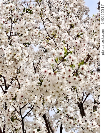 櫻花盛開 140655517