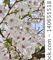 Cherry blossoms in full bloom bathed in the spring sunshine 140655518