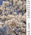 Cherry blossoms in full bloom shining in the blue sky 140655519
