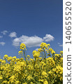 Rape flower field and blue sky 140655520