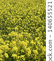 Rape blossoms that herald the arrival of spring 140655521