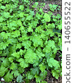 Mugwort from a home garden 140655522