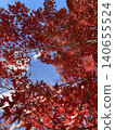 Bright red leaves shining in the blue sky 140655524