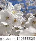Sakura that shines in the blue sky 140655525