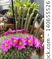 Cactus flower bloomed 140655526