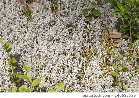 Reindeer Lichen and Blueberry Foliage in Forest Reindeer Lichen and Blueberry Foliage in Forest 140655559
