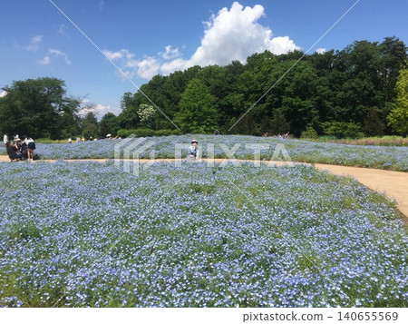 People walking in the nemophila field People walking in the nemophila field 140655569