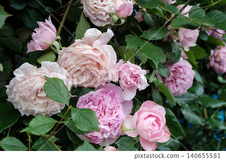 Early summer gardening: Pink roses in full bloom 140655581