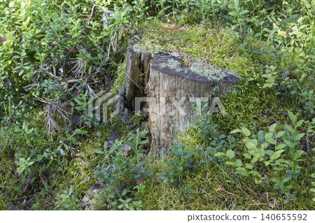 Weathered Tree Stump on Mossy Forest Floor Weathered Tree Stump on Mossy Forest Floor 140655592