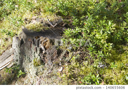 Decaying Tree Stump and Lush Forest Undergrowth Decaying Tree Stump and Lush Forest Undergrowth 140655606