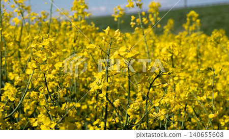 Rapeseed field background Expansive Canola Field On Hill Golden Blossoms Across Gentle Slope, Panoramic Horizon And Blue Sky, Biomass And Renewable Energy Concept, Ideal For Sustainable Agriculture Rapeseed field background Expansive Canola Field On Hill Golden Blossoms Across Gentle Slope, Panoramic Horizon And Blue Sky, Biomass And Renewable Energy Concept, Ideal For Sustainable Agriculture 140655608