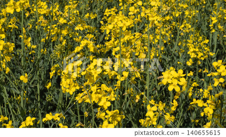 Rapeseed field background Closeup Rapeseed Flowers In Bloom Sunlit Stems And Textured Petals, Beefriendly Habitat, Sustainable Biofuel Crop Imagery, Highdetail Macro Perspective Ideal For Ecology Rapeseed field background Closeup Rapeseed Flowers In Bloom Sunlit Stems And Textured Petals, Beefriendly Habitat, Sustainable Biofuel Crop Imagery, Highdetail Macro Perspective Ideal For Ecology 140655615