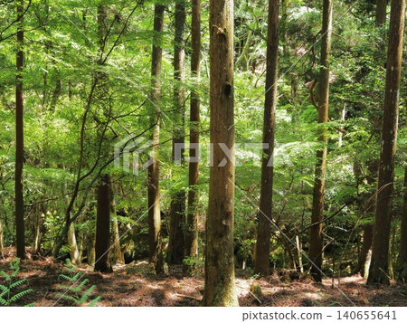 靜岡縣,天城路,鬱鬱蔥蔥的森林,五月 靜岡縣,天城路,鬱鬱蔥蔥的森林,五月 140655641