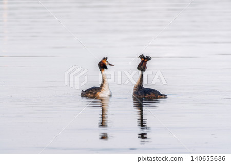 Mating games of two water birds Great Crested Grebes. Two waterfowl birds Great Crested Grebes swim in the lake with heart shaped silhouette Mating games of two water birds Great Crested Grebes. Two waterfowl birds Great Crested Grebes swim in the lake with heart shaped silhouette 140655686