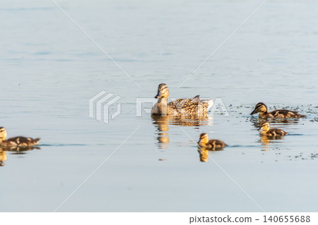 A family of ducks, a duck and its little ducklings are swimming in the water. The duck takes care of its newborn ducklings. Mallard, lat. Anas platyrhynchos A family of ducks, a duck and its little ducklings are swimming in the water. The duck takes care of its newborn ducklings. Mallard, lat. Anas platyrhynchos 140655688