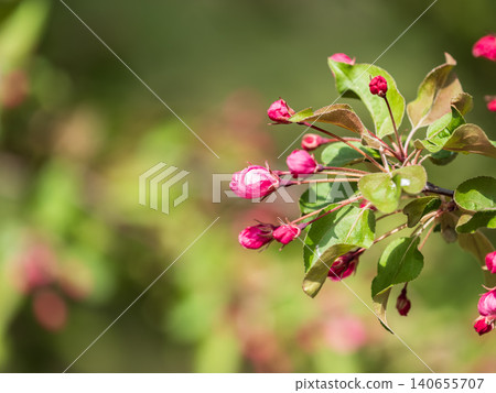 Fresh pink flowers of a blossoming apple tree with blured background Fresh pink flowers of a blossoming apple tree with blured background 140655707