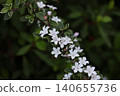 白色茉莉花輕輕綻放 140655736