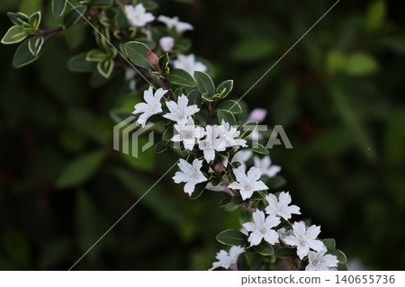 白色茉莉花輕輕綻放 140655736