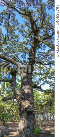 高聳入雲的松樹在藍天的襯托下顯得格外壯麗——這幅景色讓人聯想到日本的自然風光和歷史。 140655795