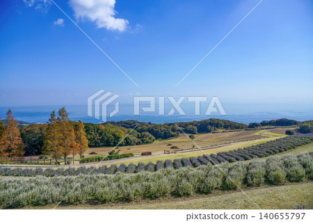 淡路島上，山坡上美麗的花田，俯瞰大海，還能欣賞到令人驚嘆的藍天美景。 140655797