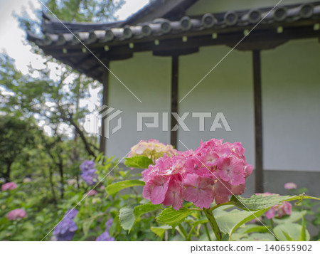 Delicate pink hydrangeas stand out against the white walls of the old temple. Delicate pink hydrangeas stand out against the white walls of the old temple. 140655902