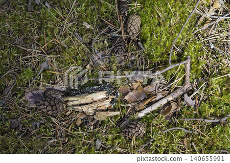 Close-Up of an Old Decaying Tree Stump with Peeling Bark Among Moss and Lingonberry Shrubs Close-Up of an Old Decaying Tree Stump with Peeling Bark Among Moss and Lingonberry Shrubs 140655991