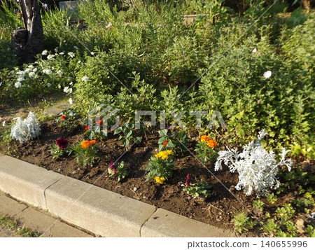 Marigold. Dusty miller, Salvia, 140655996