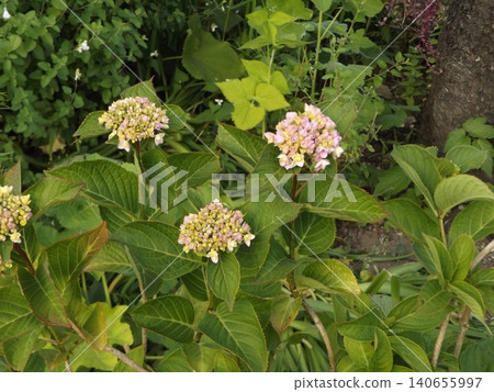 Hydrangea flowers that have begun to bloom Hydrangea flowers that have begun to bloom 140655997
