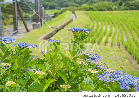 Hydrangeas (lacecap hydrangeas) blooming on the banks of terraced rice paddies, Otsu City, Shiga Prefecture 140656032