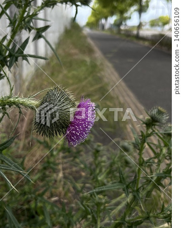 American thistles growing robustly by the side of the sidewalk, bearing buds. American thistles growing robustly by the side of the sidewalk, bearing buds. 140656109